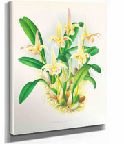 Bolbophyllum Lobbi by Jean Jules Linden