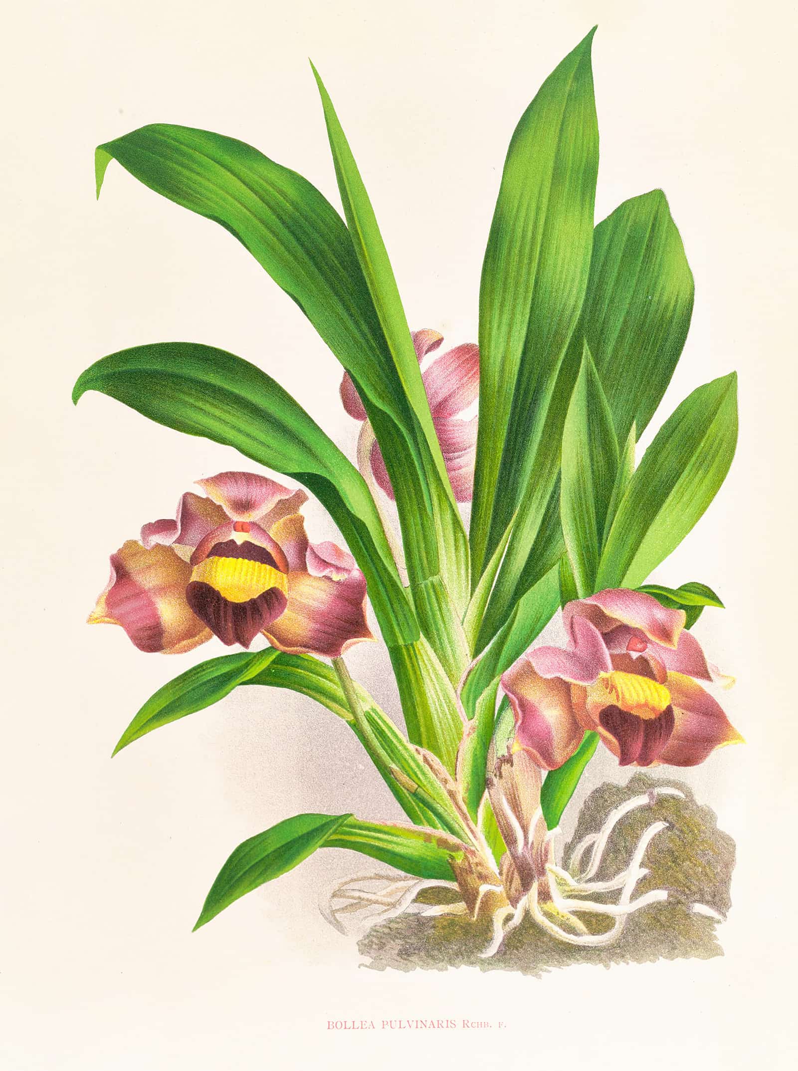 Bollea Pulvinaris by Jean Jules Linden