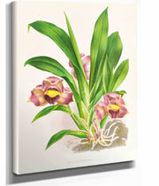 Bollea Pulvinaris by Jean Jules Linden