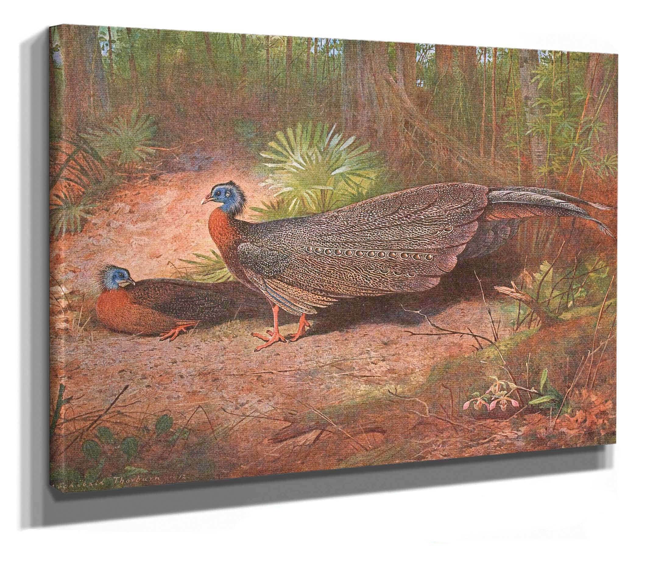 Bornean Argus Pheasant by Archibald Thorburn