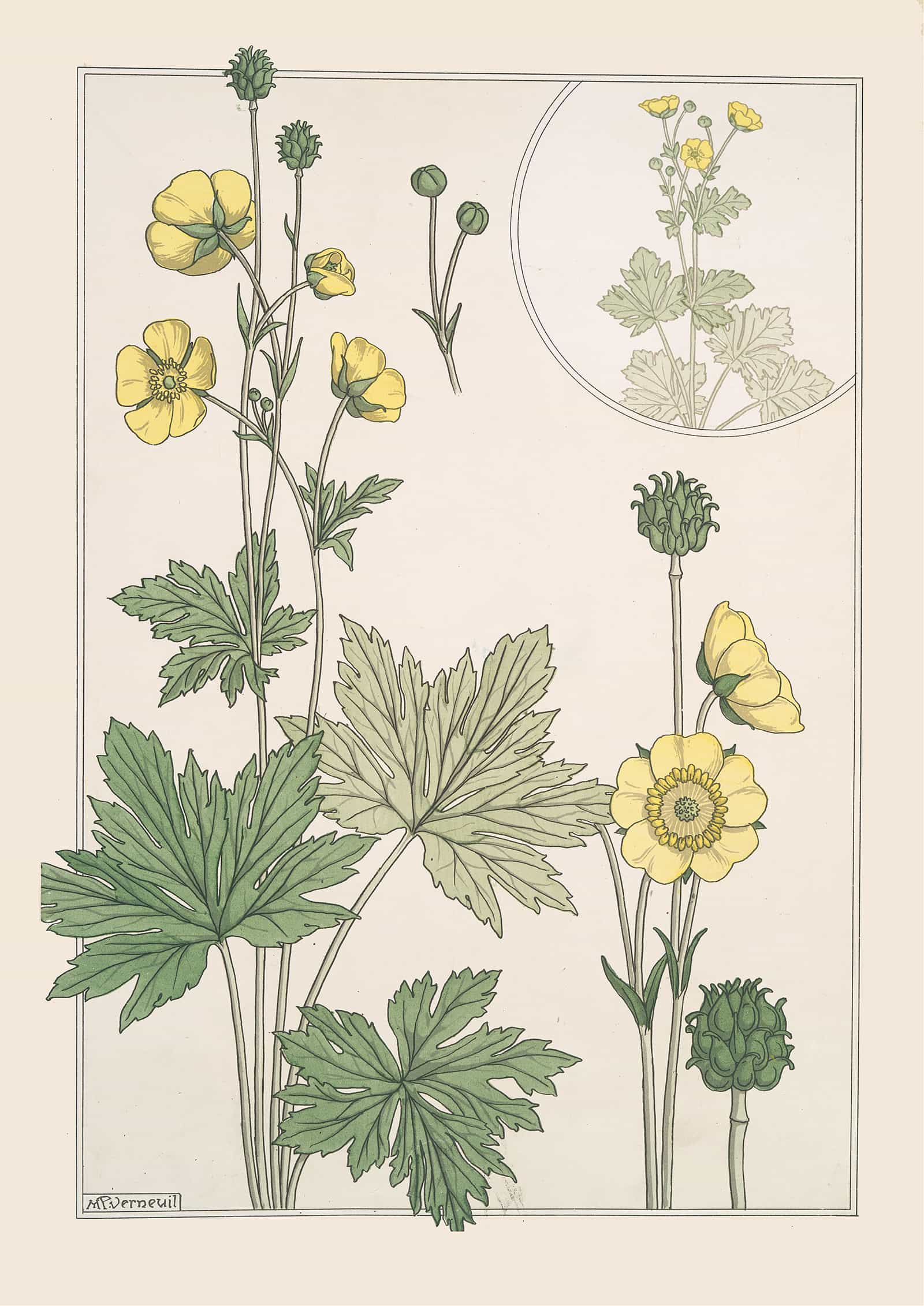 Bouton Dor by Maurice Pillard Verneuil