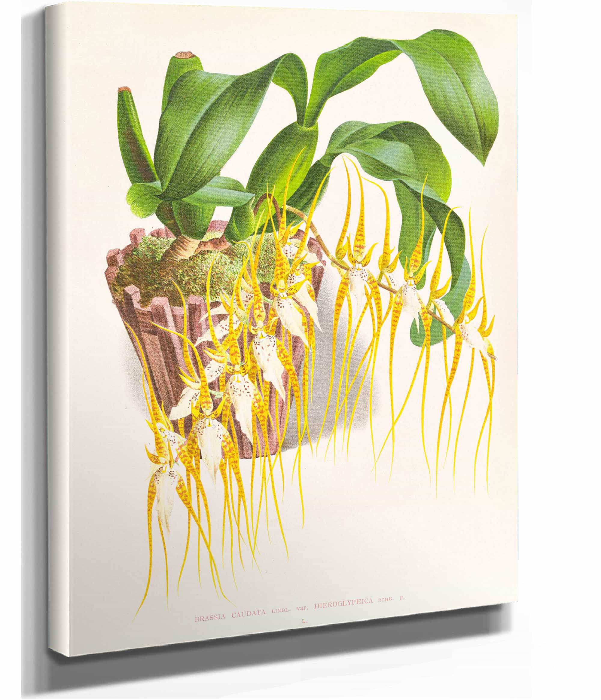 Brassia Caudata by Jean Jules Linden