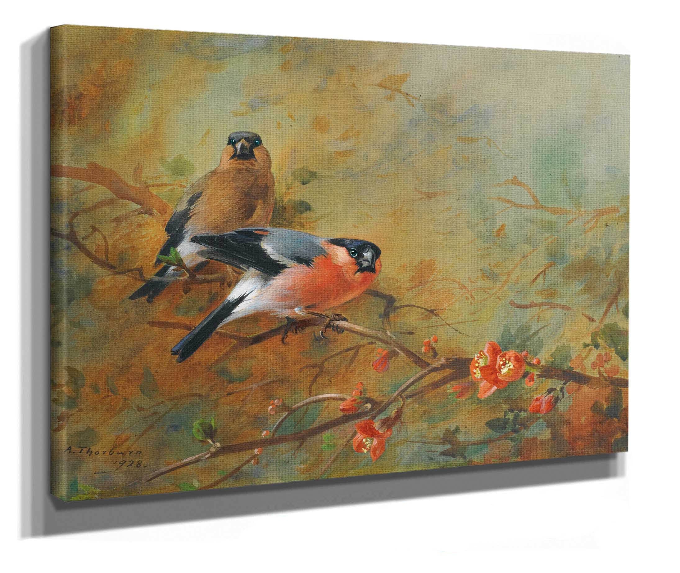 Bullfinches And Pyrus Japonica by Archibald Thorburn