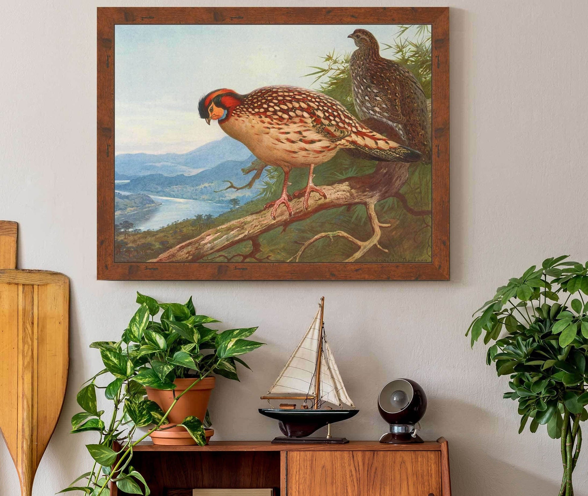 Cabots Tragopan by Archibald Thorburn