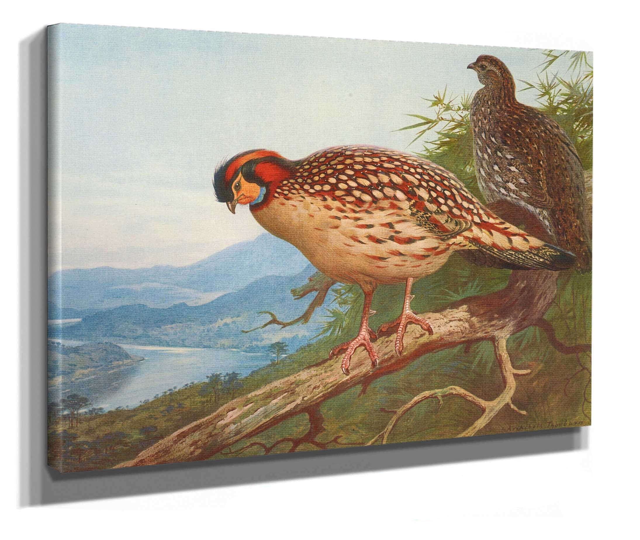Cabots Tragopan by Archibald Thorburn