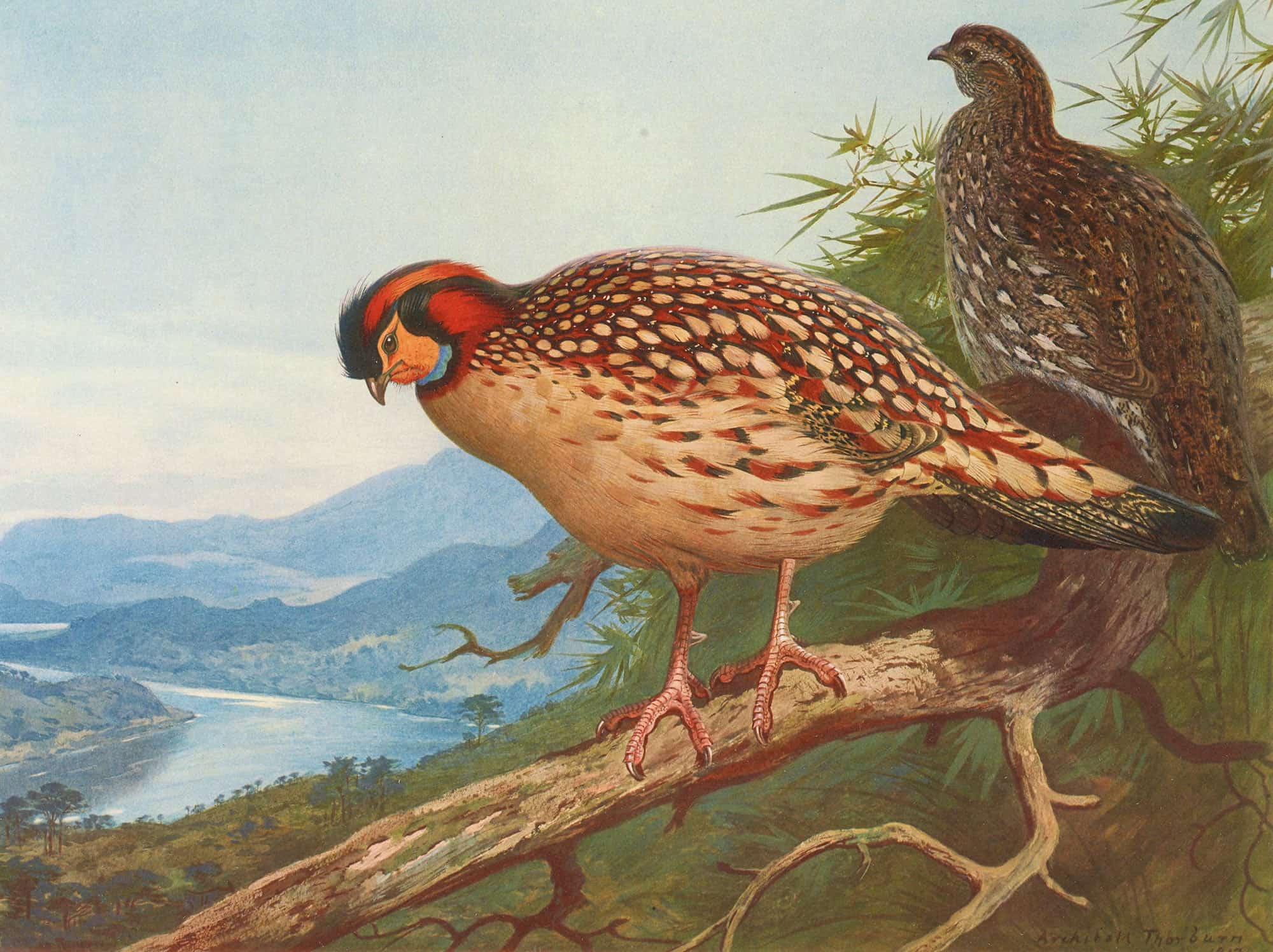 Cabots Tragopan by Archibald Thorburn