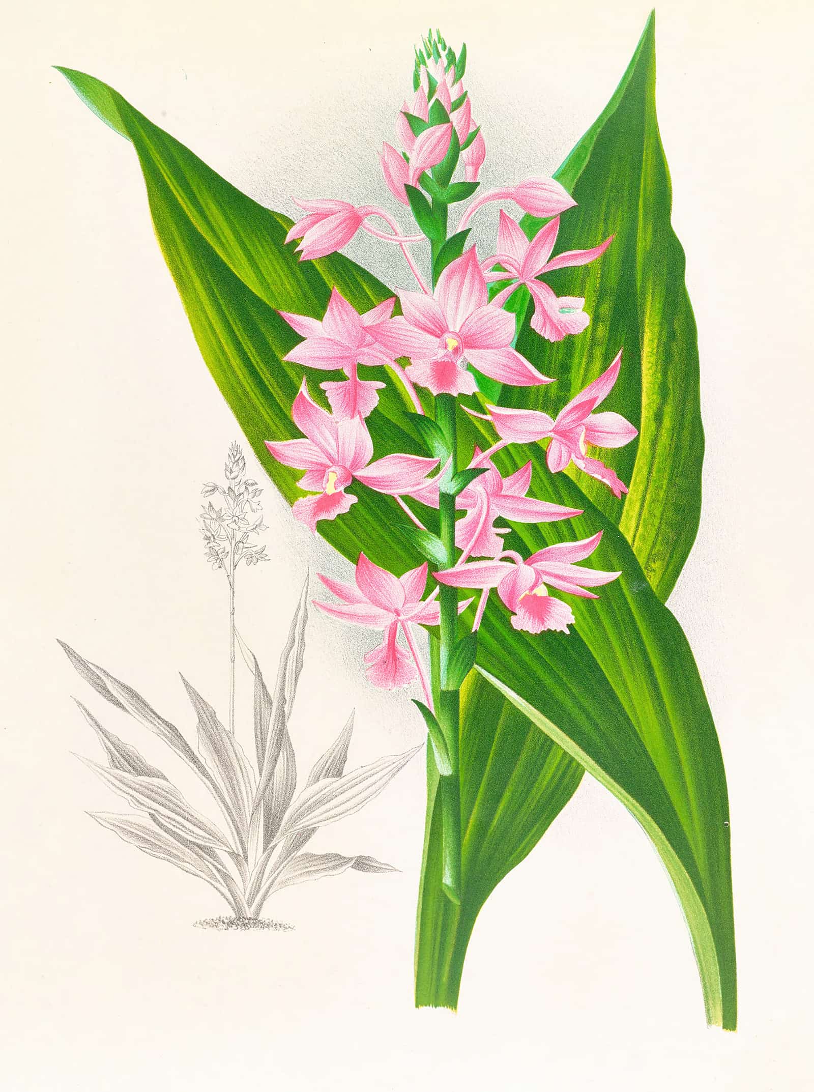 Calanthe Masuca by Jean Jules Linden