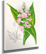 Calanthe Masuca by Jean Jules Linden