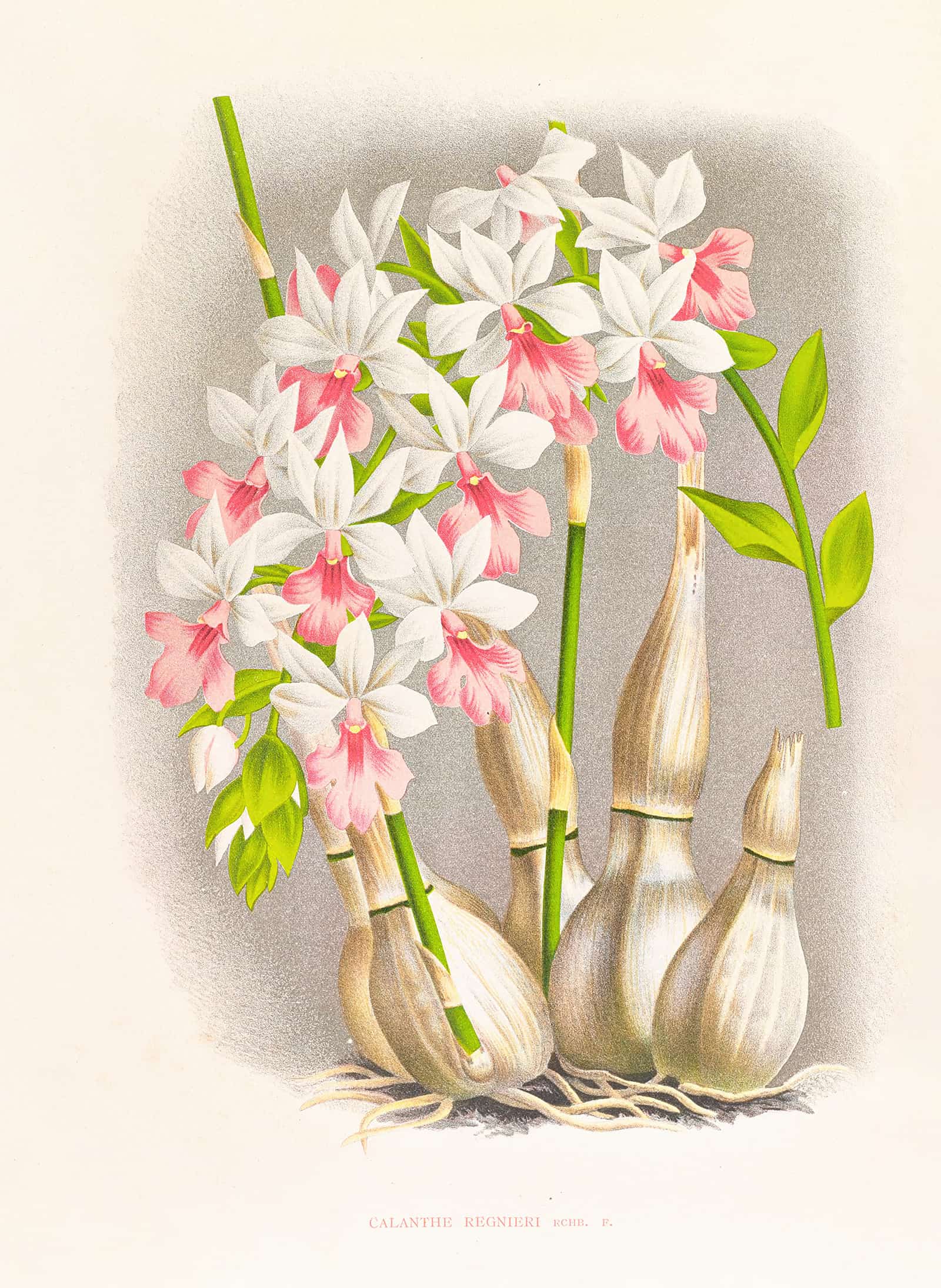 Calanthe Regnieri by Jean Jules Linden