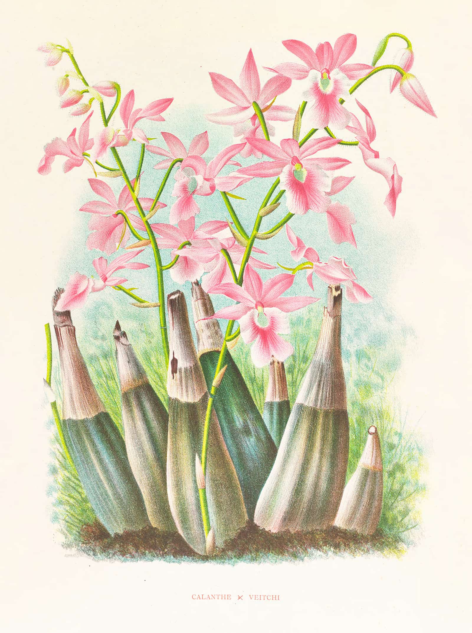 Calanthe Veitchi by Jean Jules Linden