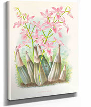 Calanthe Veitchi by Jean Jules Linden