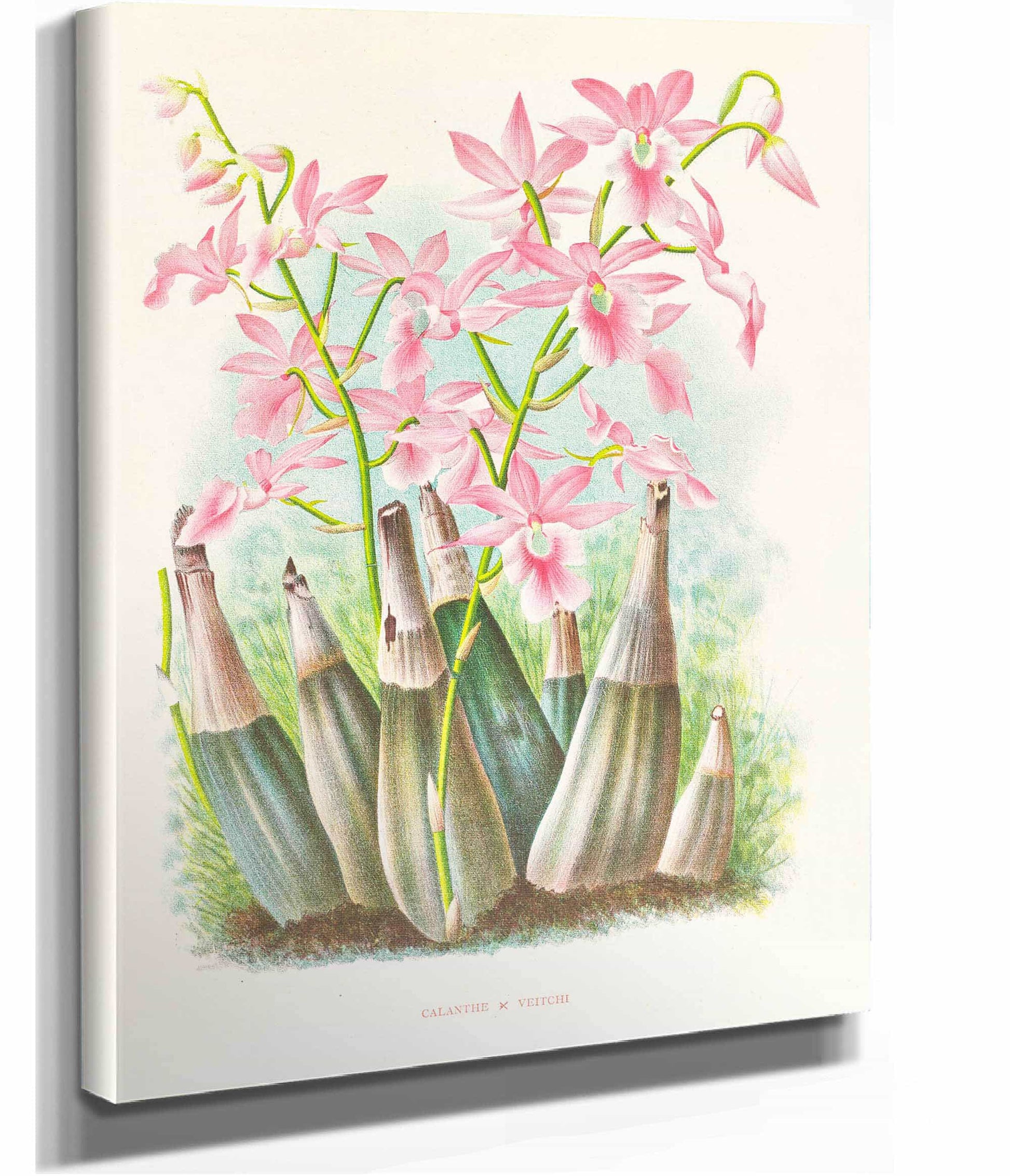 Calanthe Veitchi by Jean Jules Linden