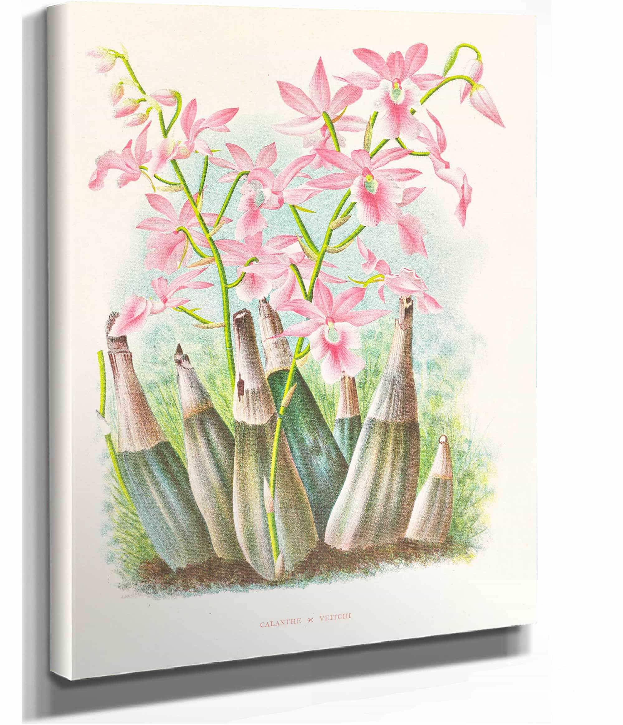 Calanthe Veitchi by Jean Jules Linden