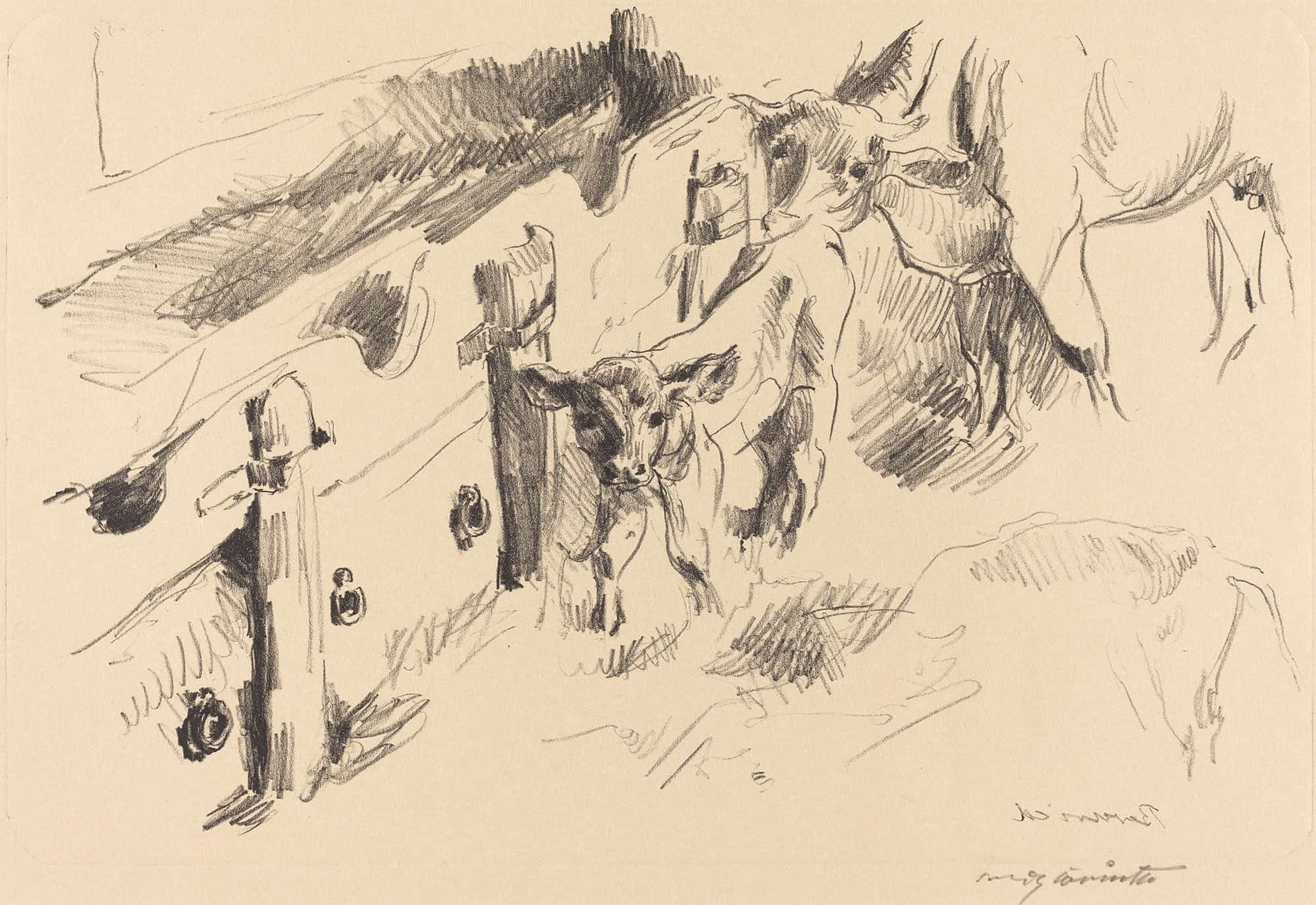 Calves Kalber by Lovis Corinth