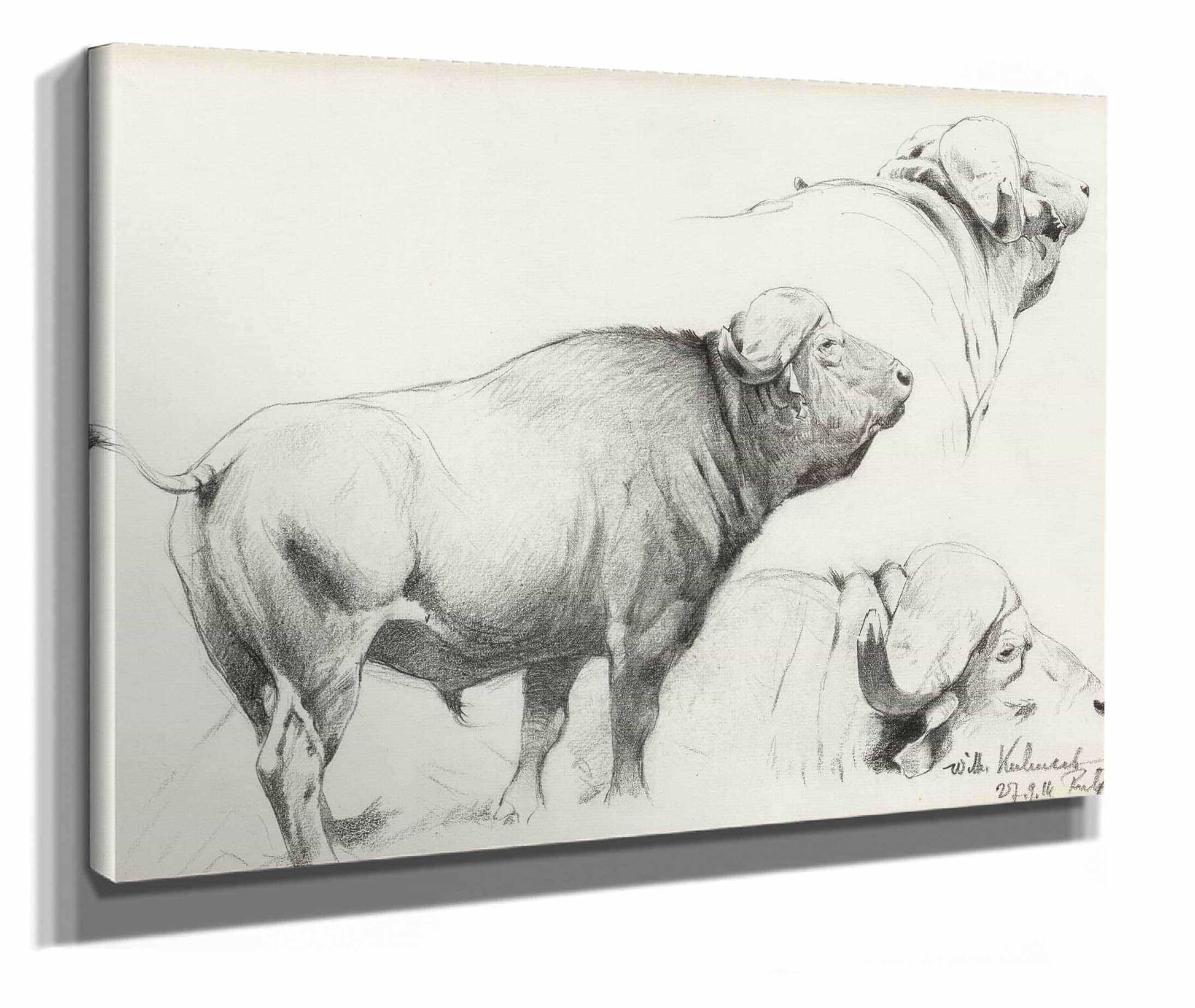 Cape Buffalo by Wilhelm Kuhnert