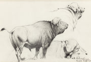 Cape Buffalo by Wilhelm Kuhnert