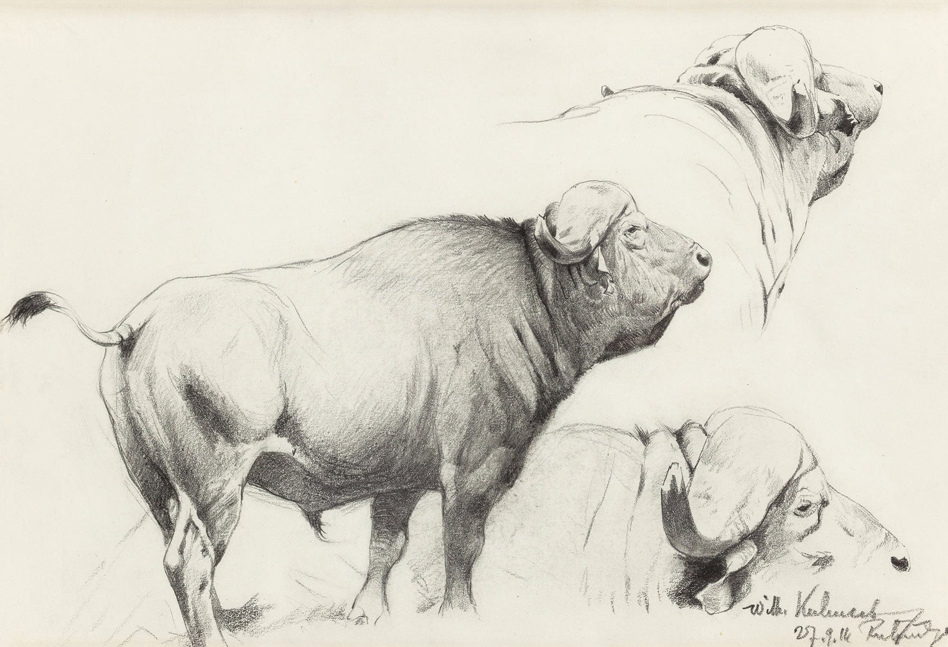 Cape Buffalo by Wilhelm Kuhnert