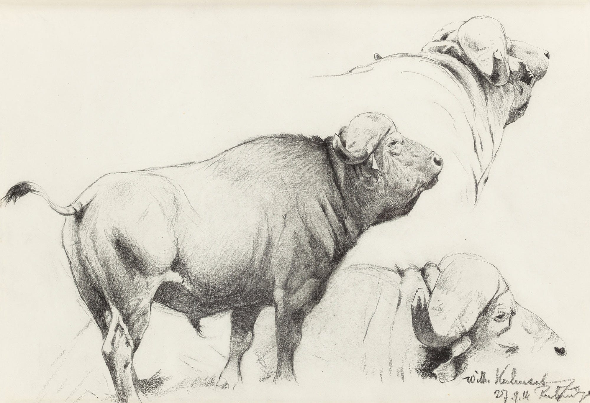Cape Buffalo by Wilhelm Kuhnert