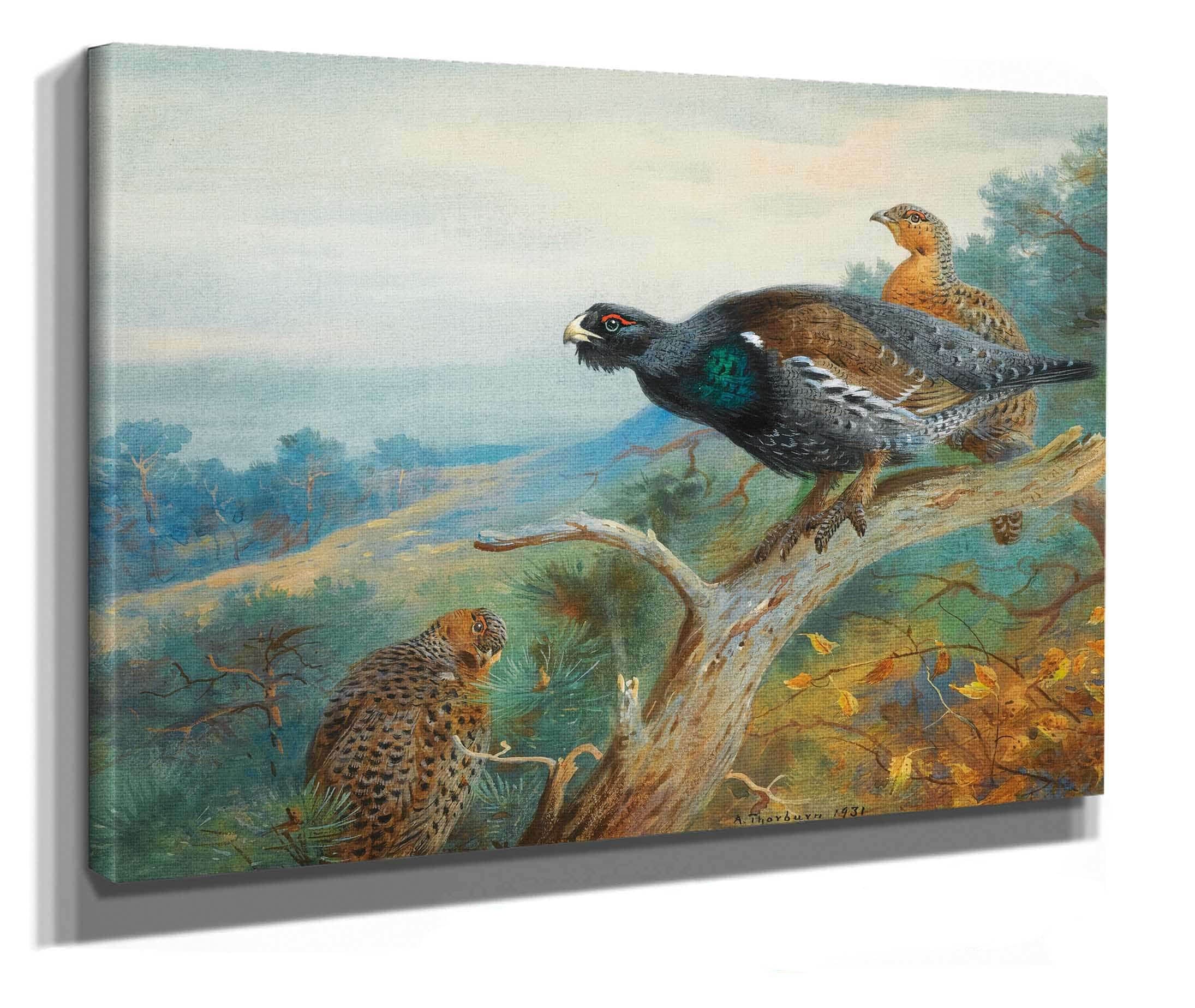 Capercaillie by Archibald Thorburn