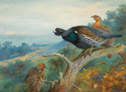 Capercaillie by Archibald Thorburn