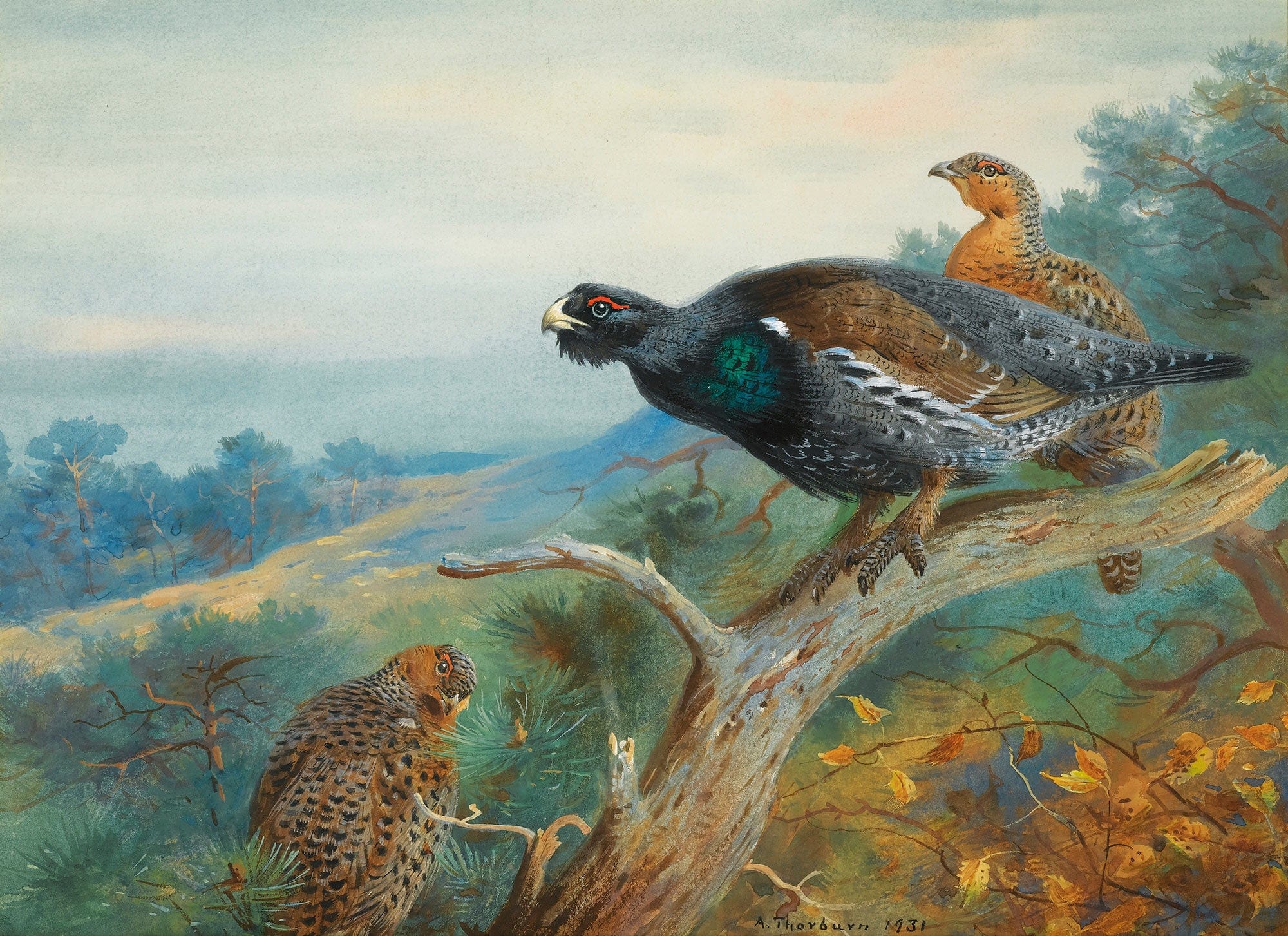 Capercaillie by Archibald Thorburn