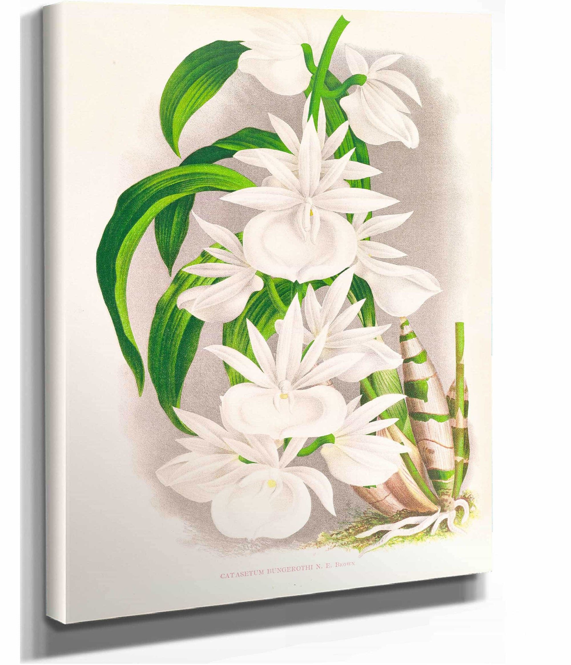 Catasetum Bungerothi by Jean Jules Linden