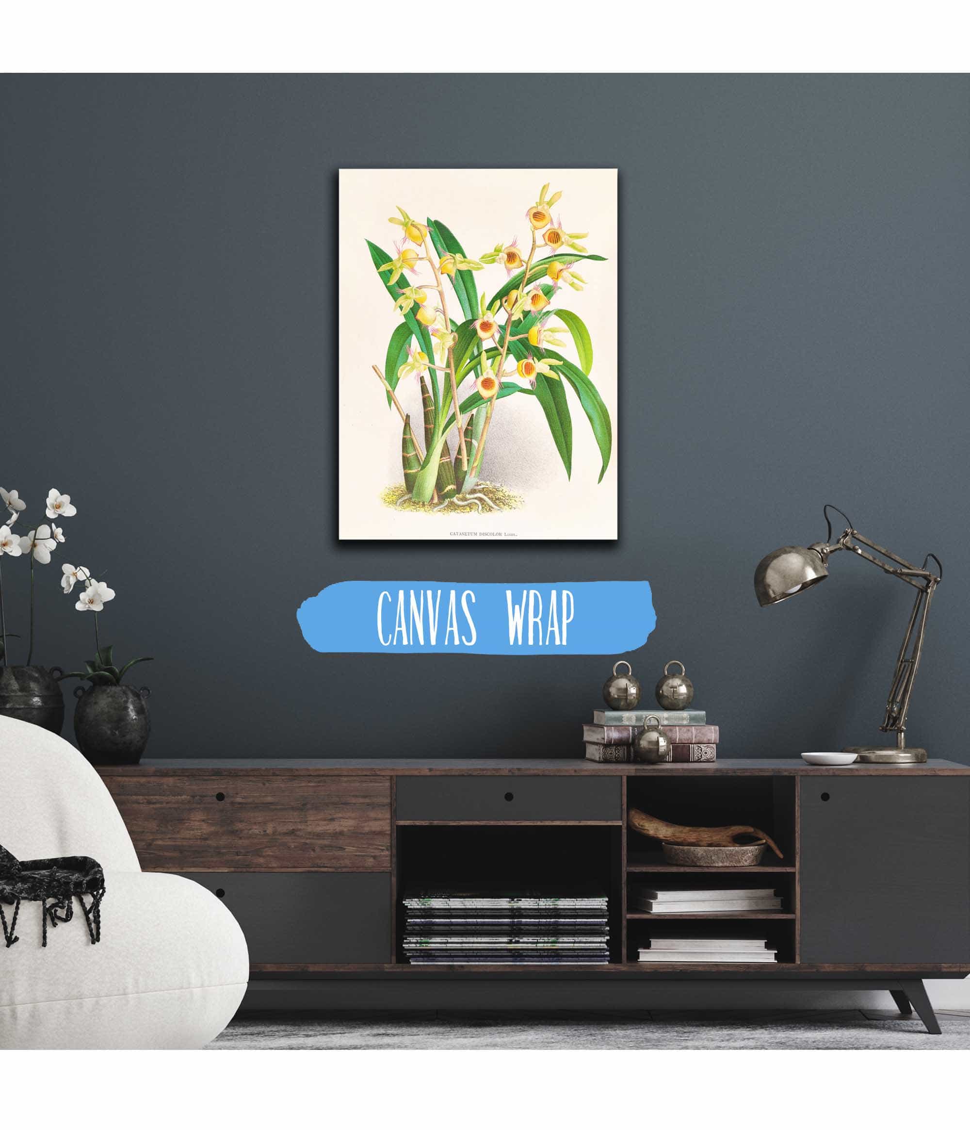 Catasetum Discolor by Jean Jules Linden