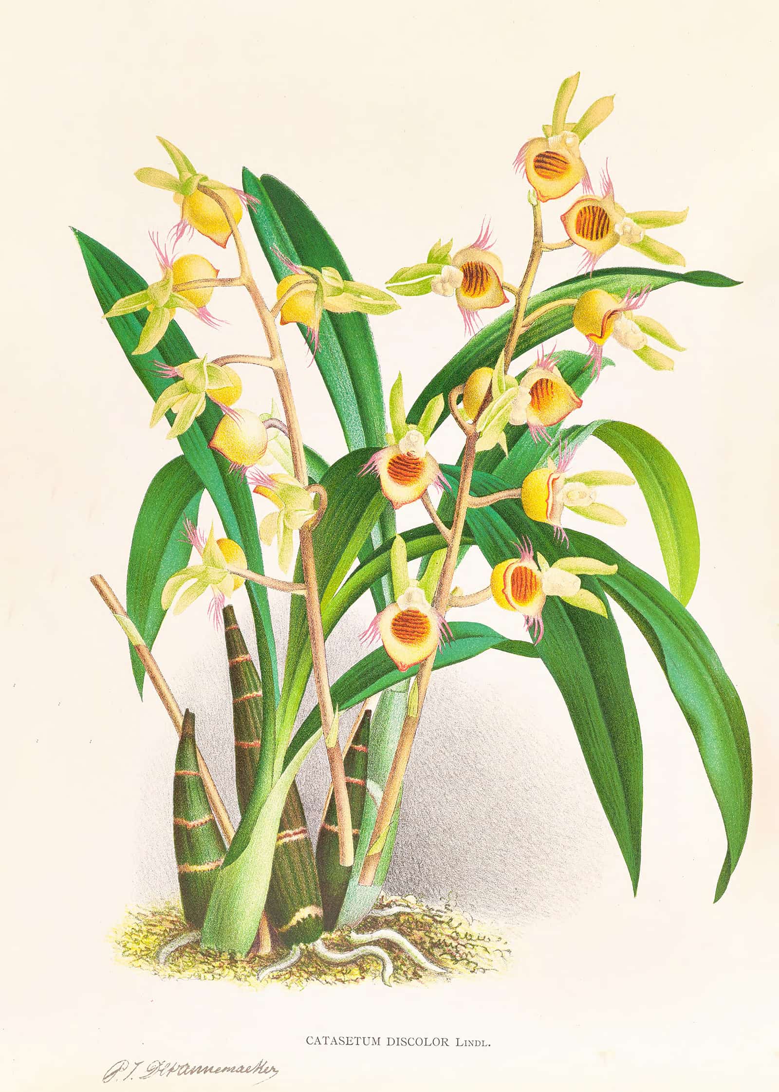 Catasetum Discolor by Jean Jules Linden