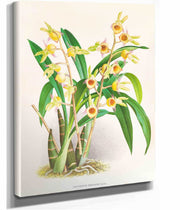 Catasetum Discolor by Jean Jules Linden