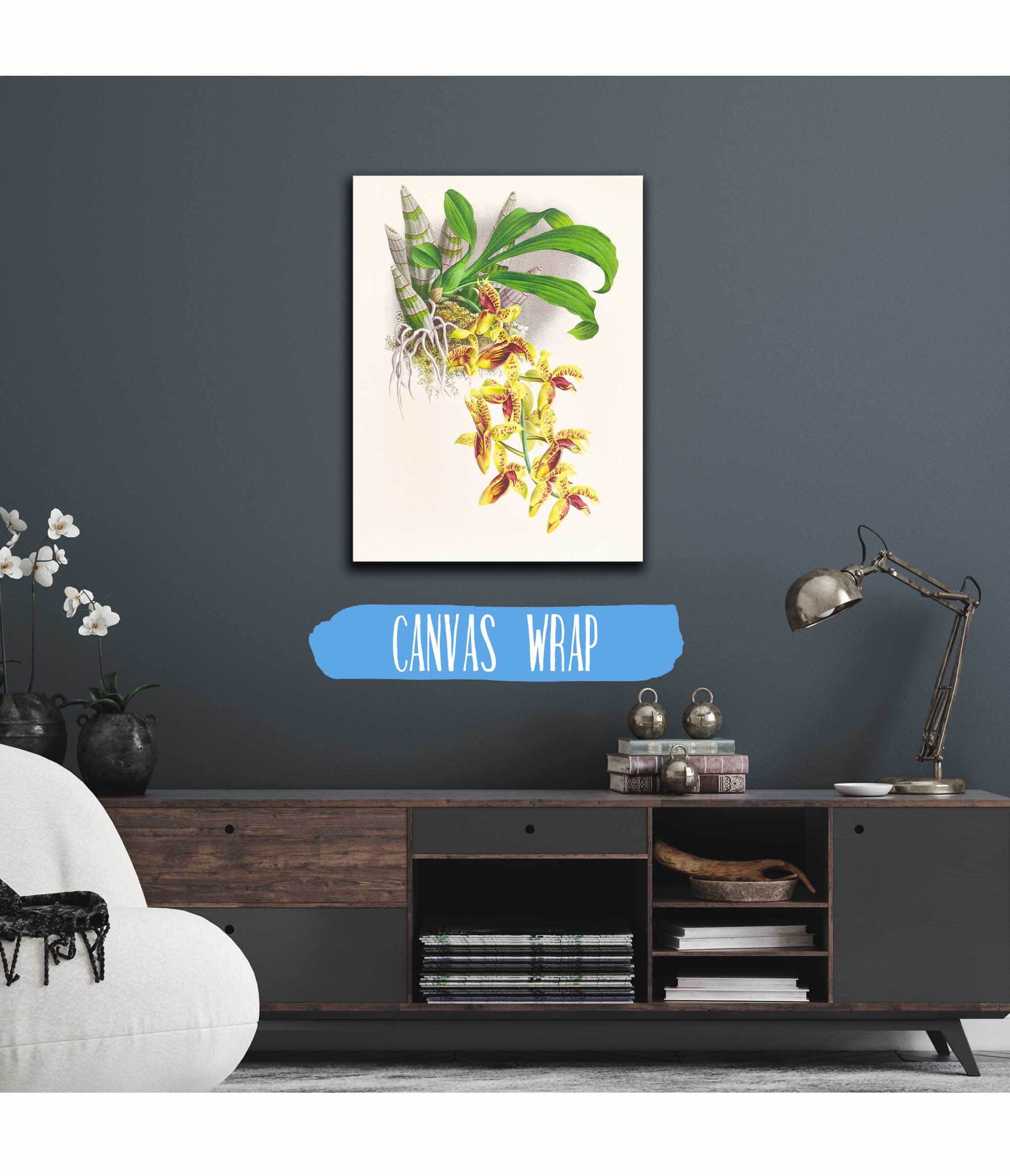 Catasetum Galeritum by Jean Jules Linden