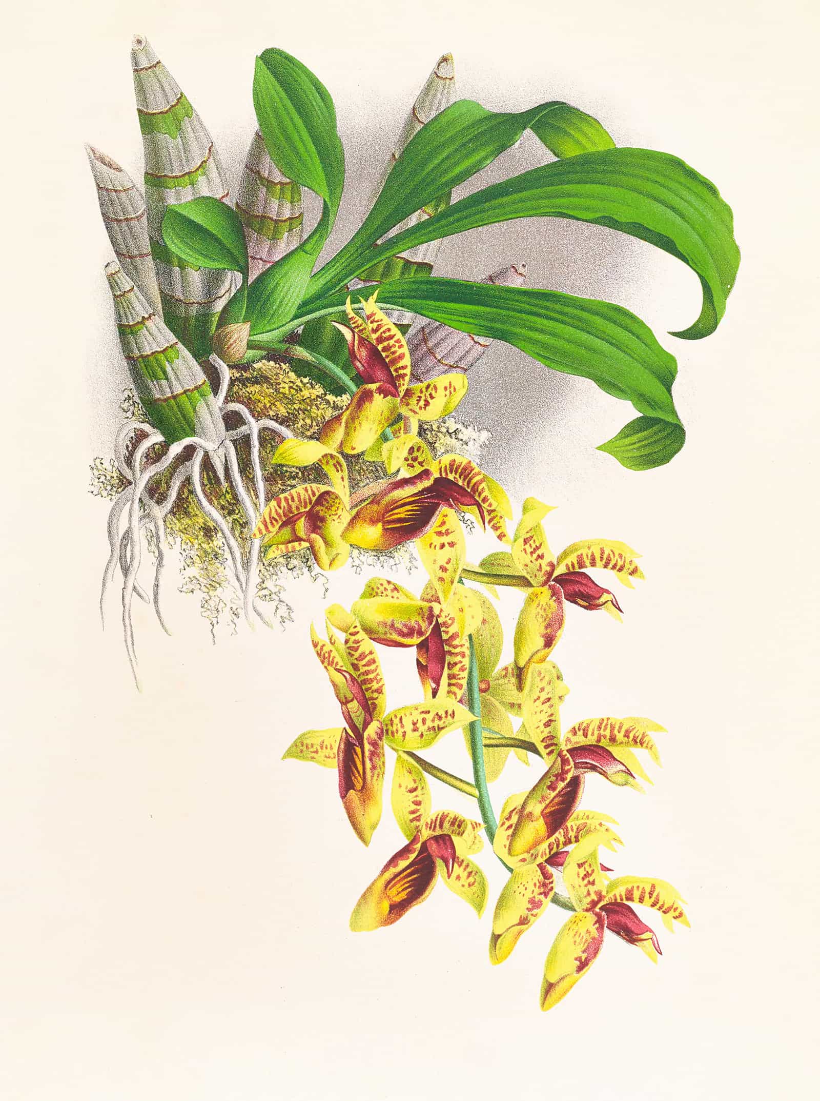 Catasetum Galeritum by Jean Jules Linden