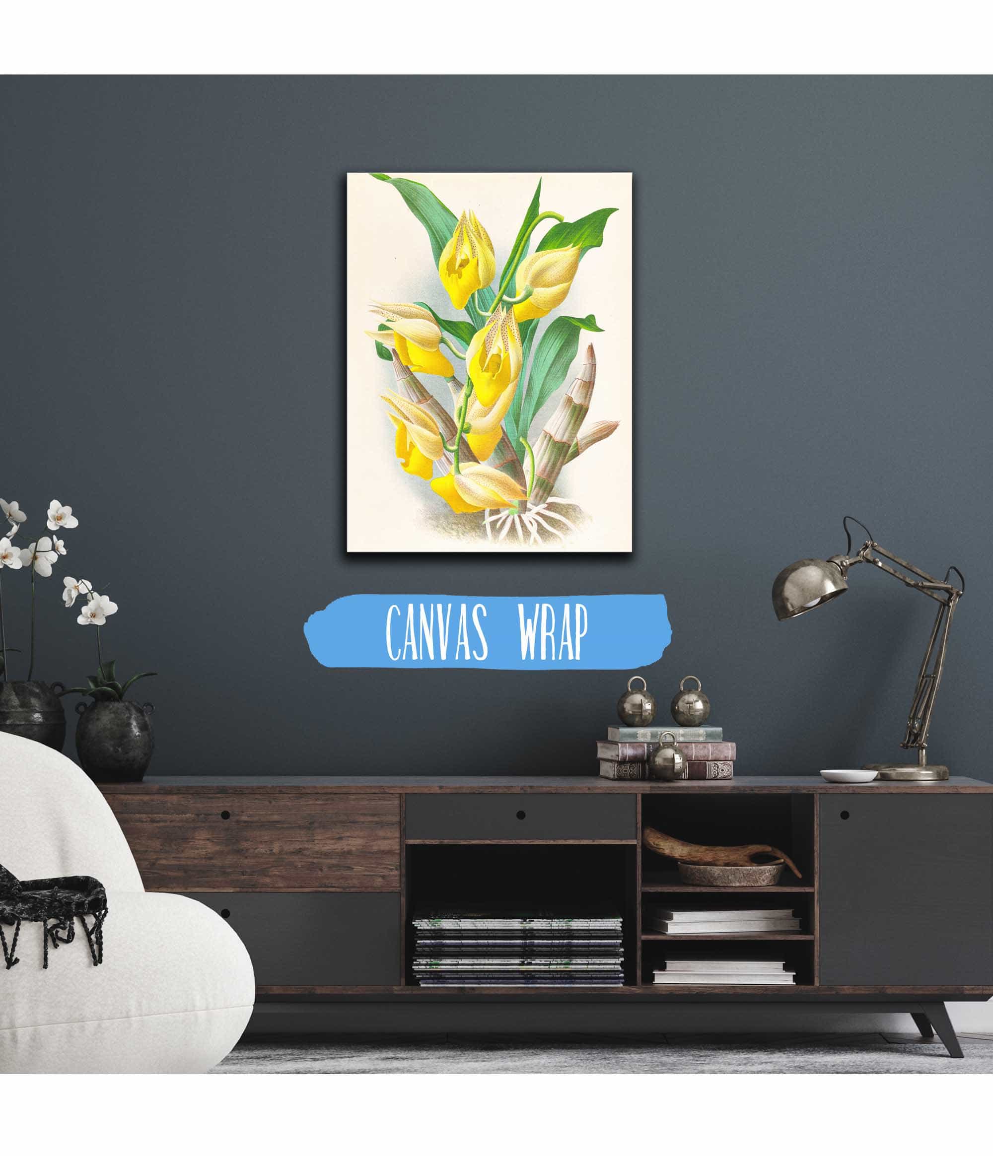 Catasetum Macrocarpum by Jean Jules Linden