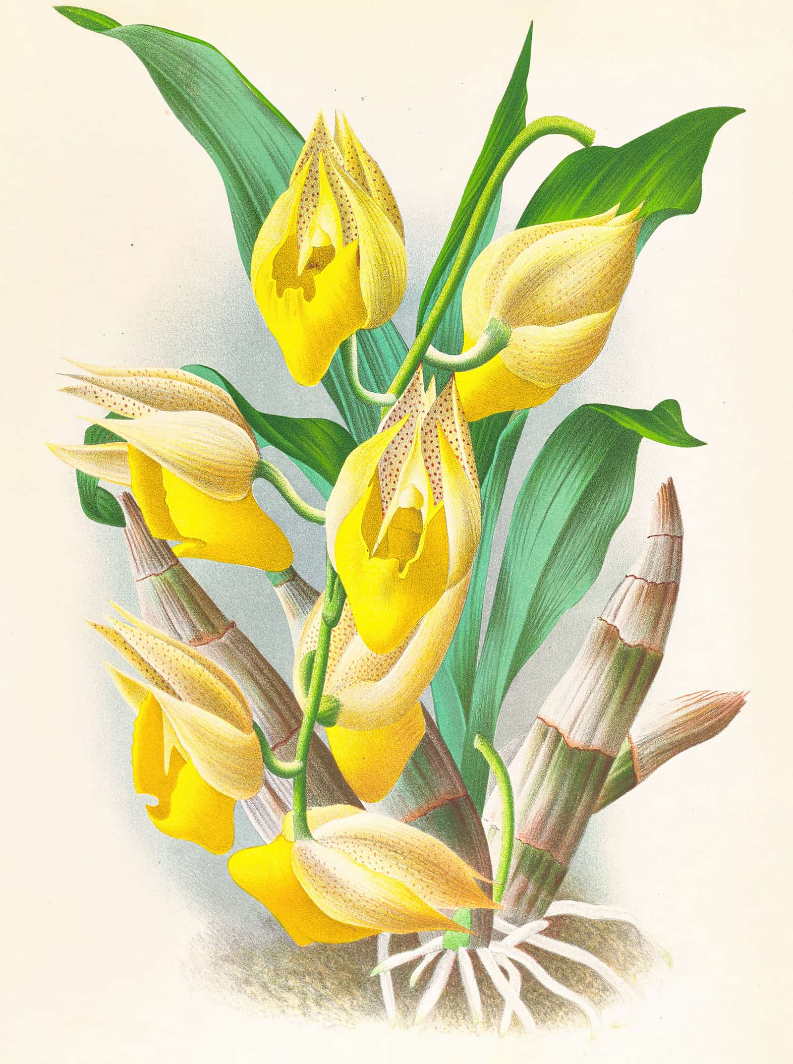 Catasetum Macrocarpum by Jean Jules Linden