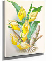 Catasetum Macrocarpum by Jean Jules Linden