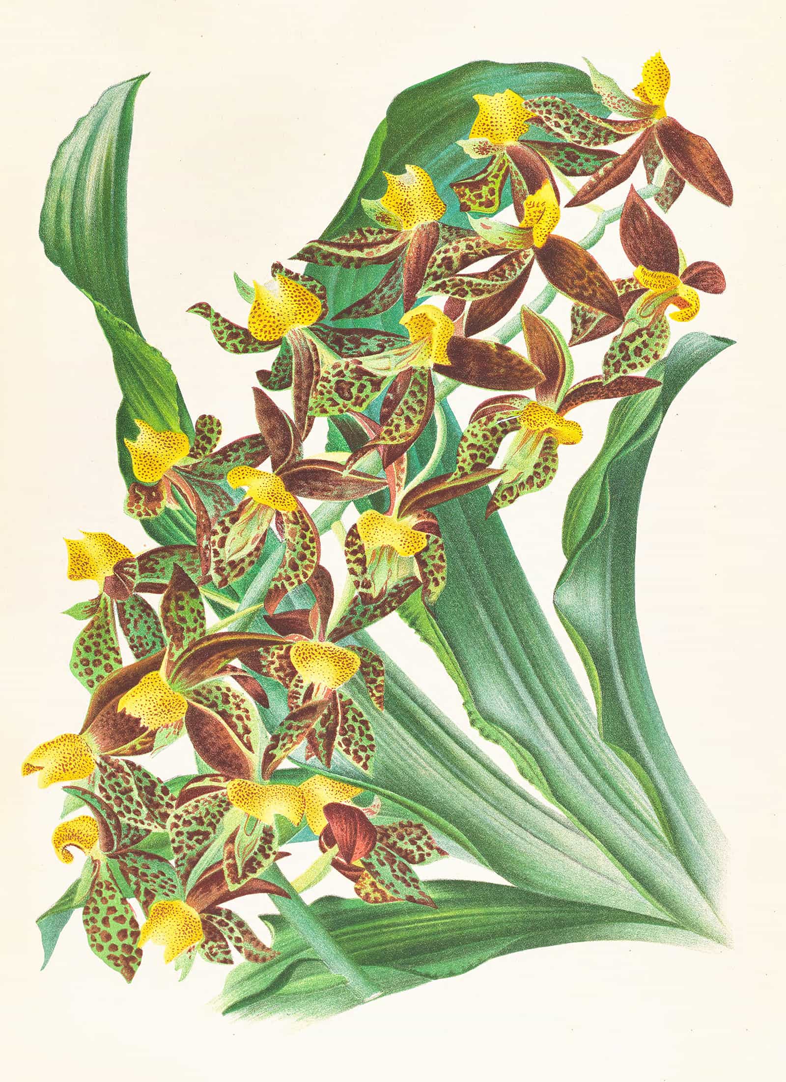 Catasetum Rodigasianum by Jean Jules Linden