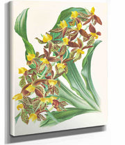Catasetum Rodigasianum by Jean Jules Linden