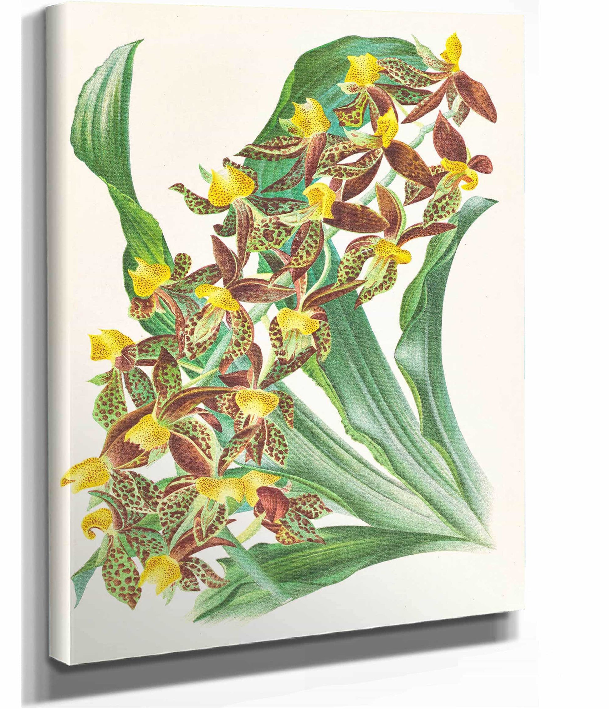 Catasetum Rodigasianum by Jean Jules Linden