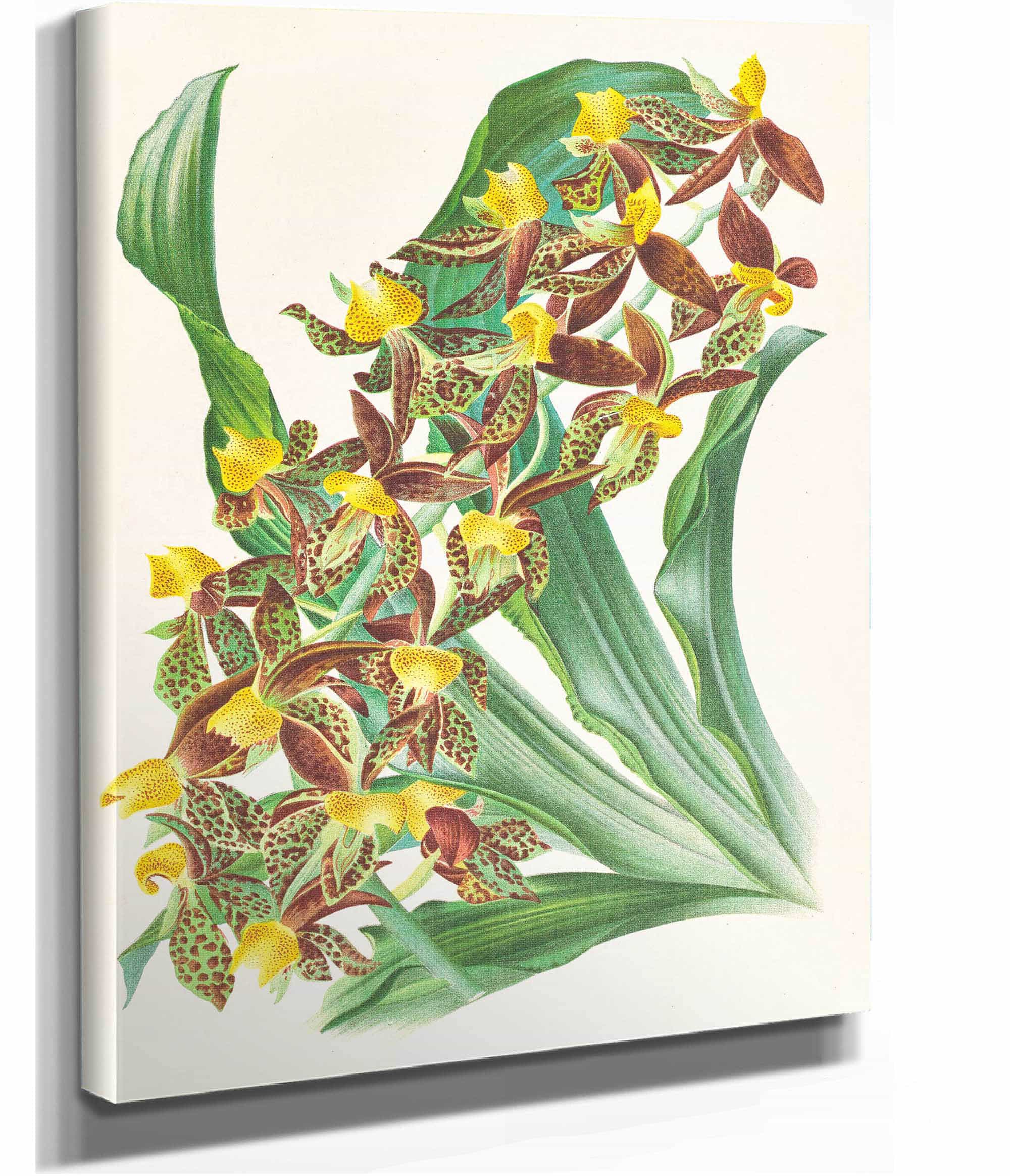 Catasetum Rodigasianum by Jean Jules Linden