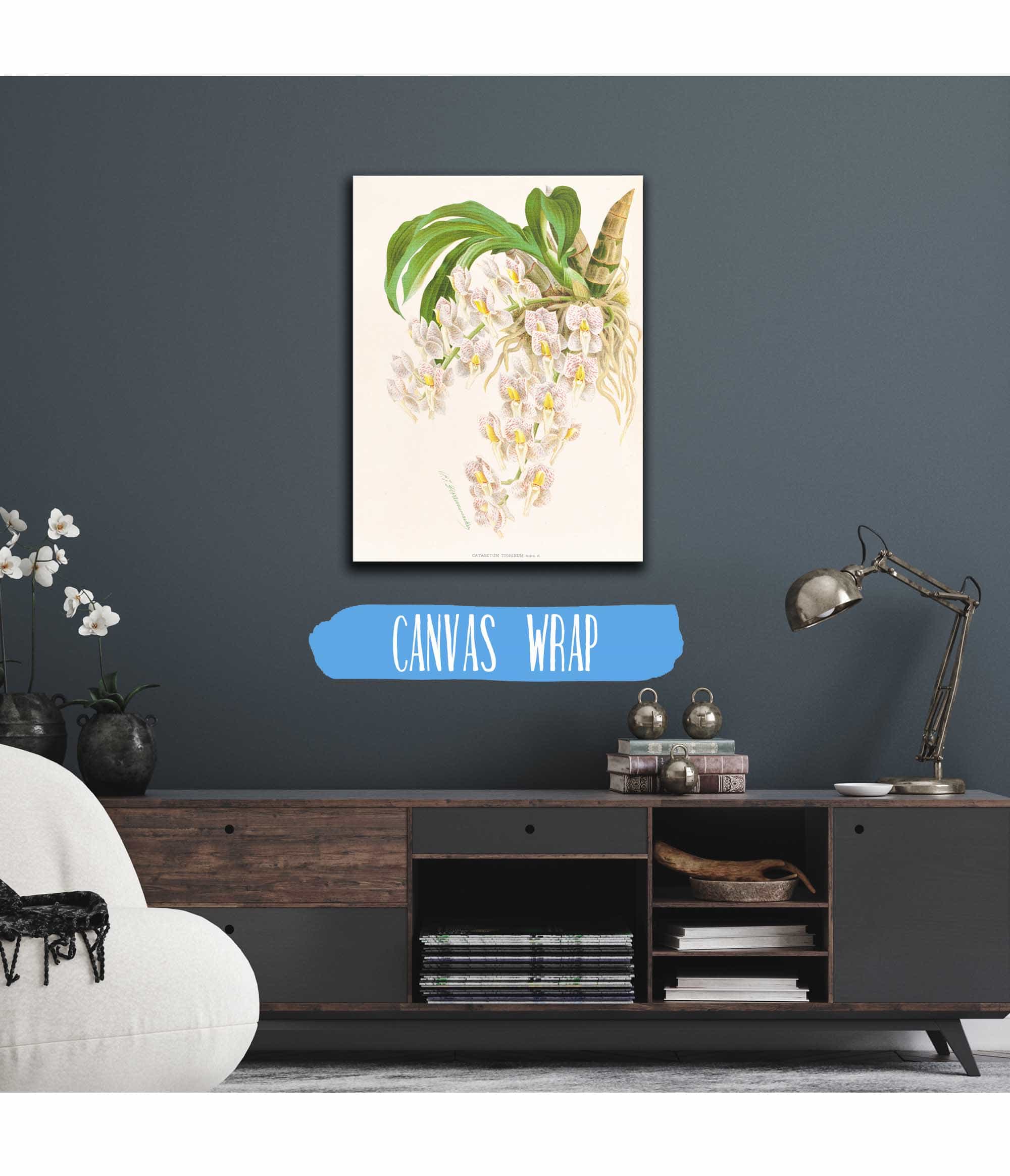 Catasetum Tigrinum by Jean Jules Linden