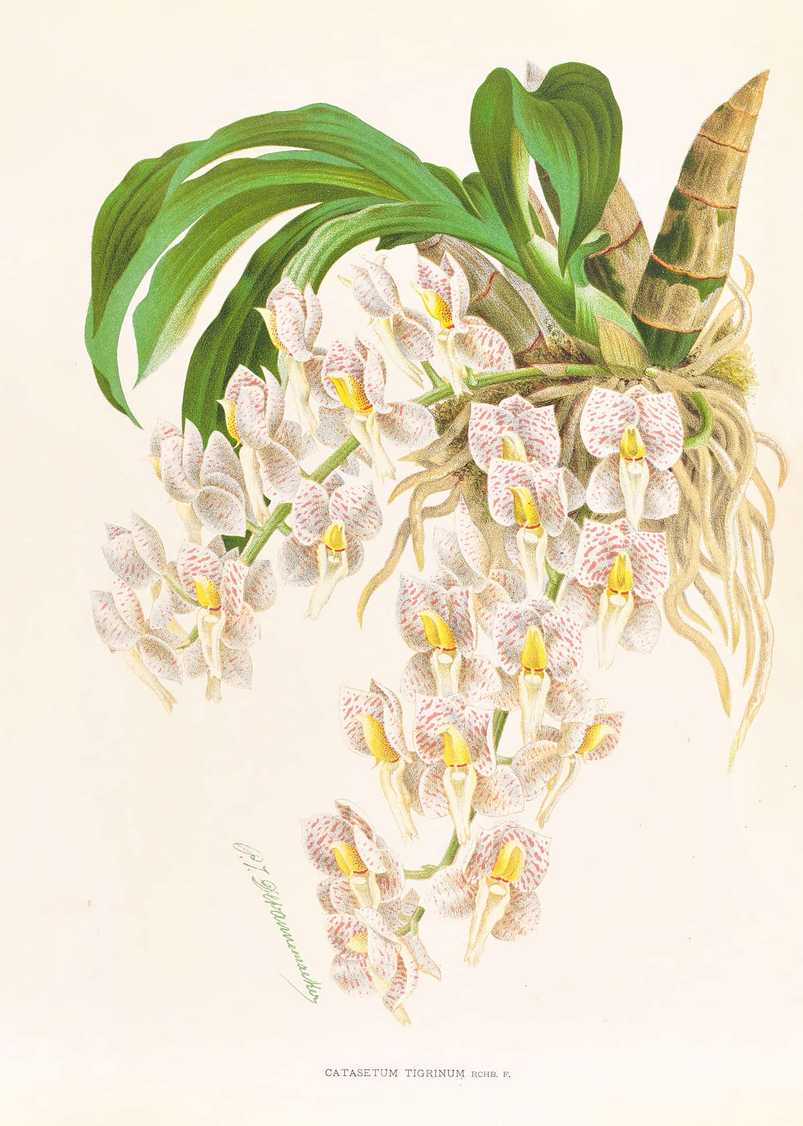 Catasetum Tigrinum by Jean Jules Linden