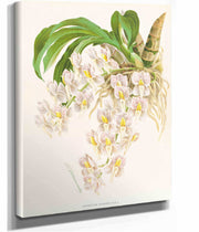 Catasetum Tigrinum by Jean Jules Linden