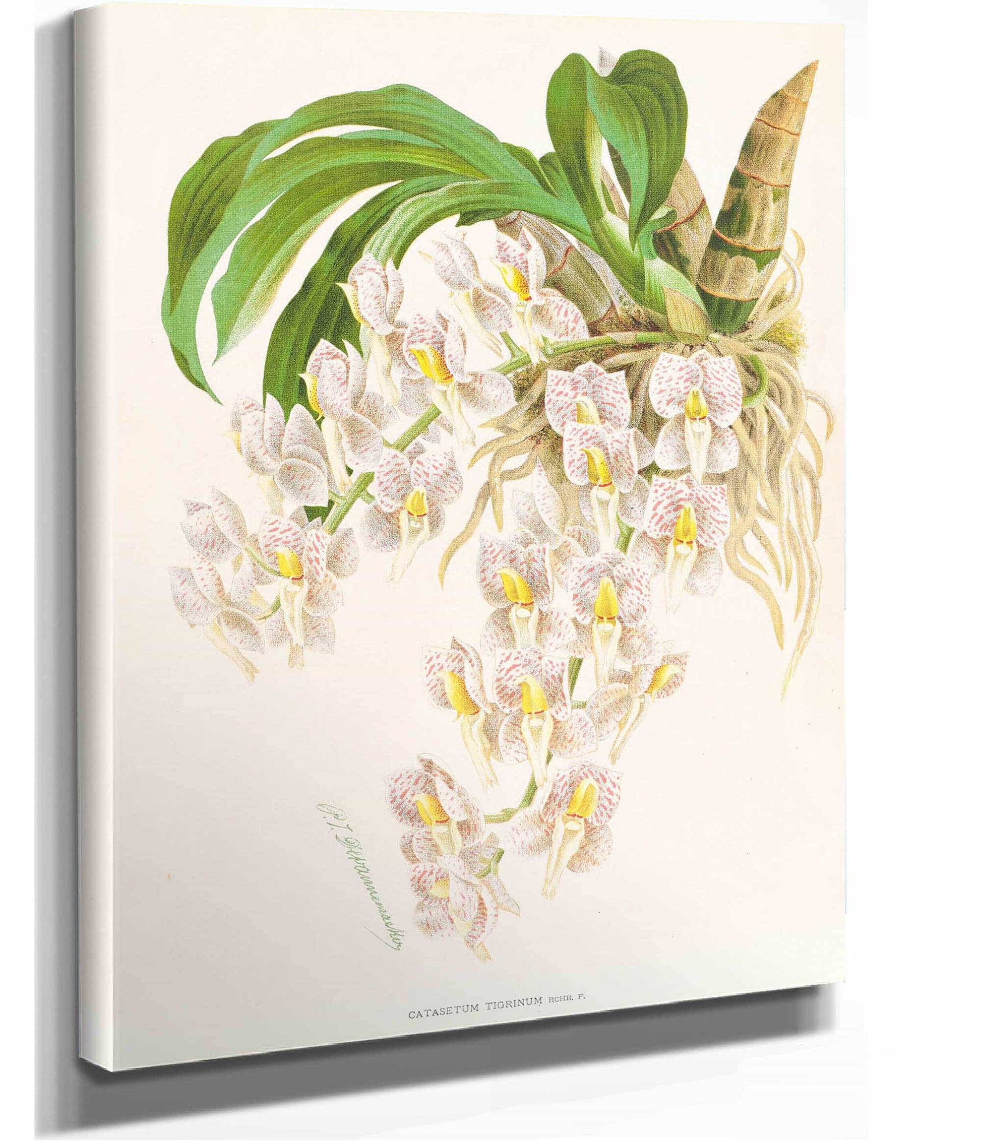 Catasetum Tigrinum by Jean Jules Linden