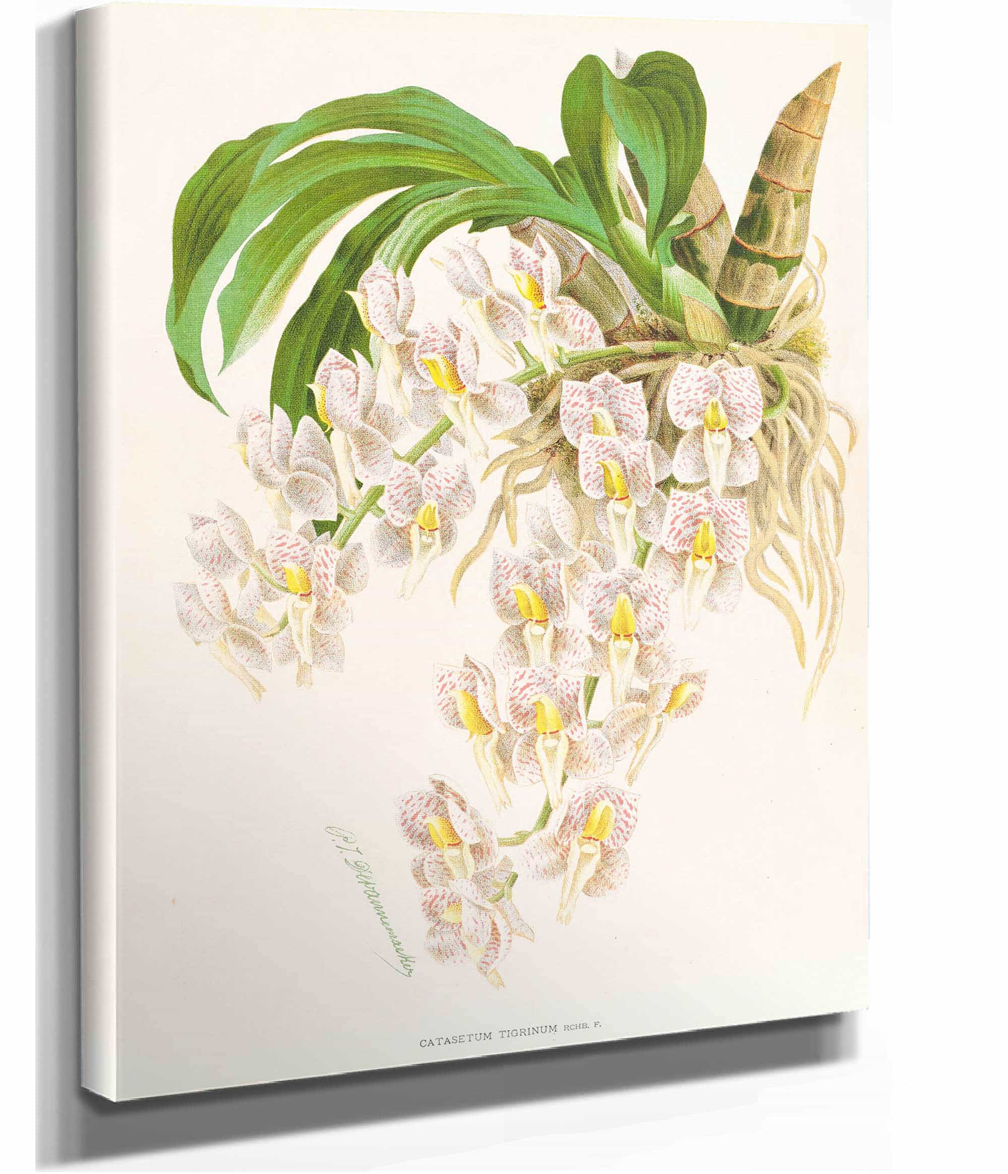 Catasetum Tigrinum by Jean Jules Linden