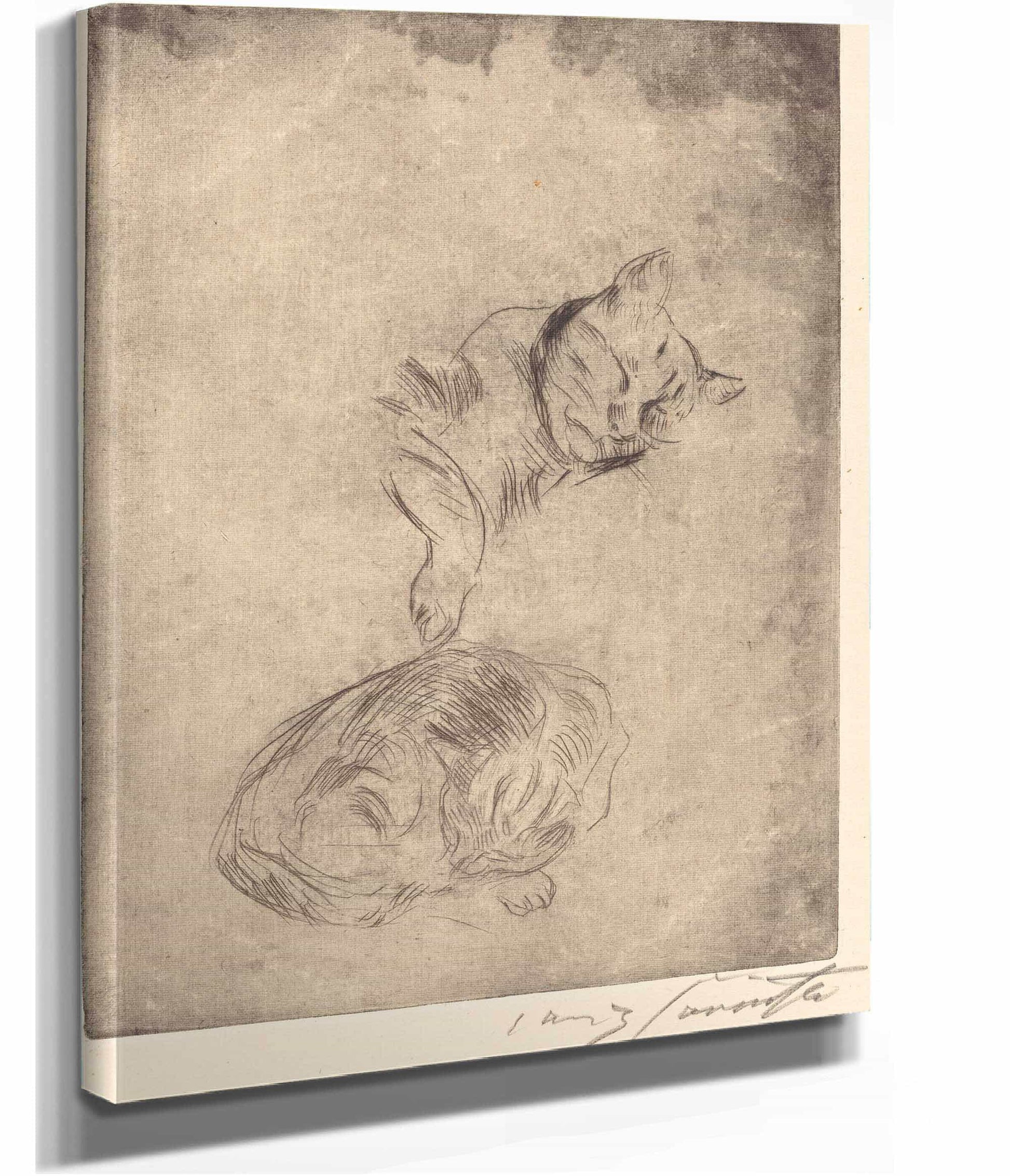 Cats Katzenstudie by Lovis Corinth