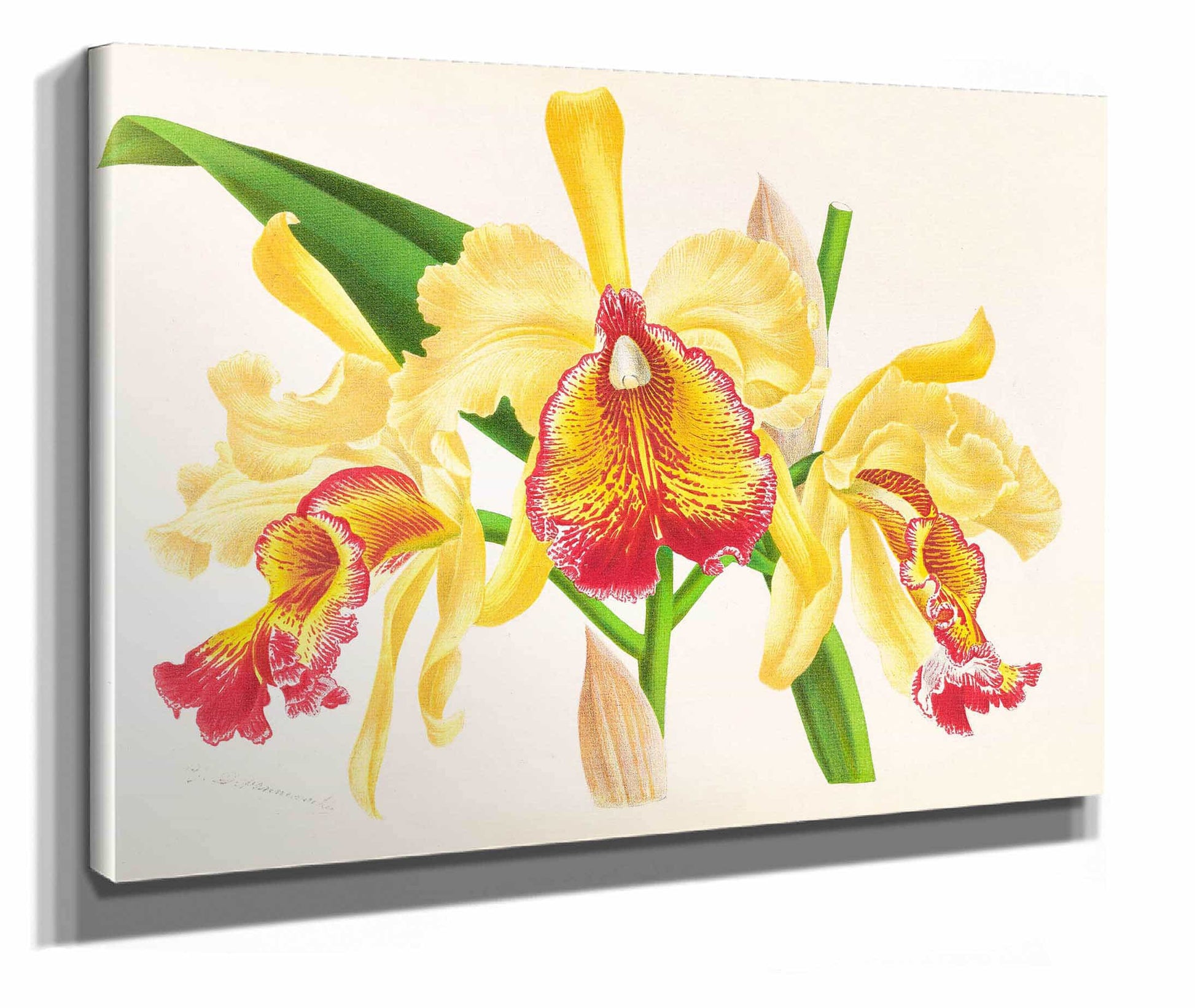 Cattleya Aurea by Jean Jules Linden
