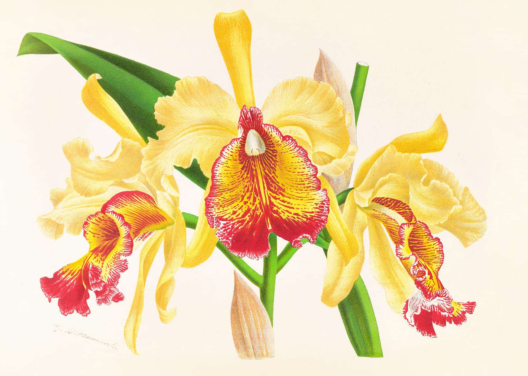 Cattleya Aurea by Jean Jules Linden