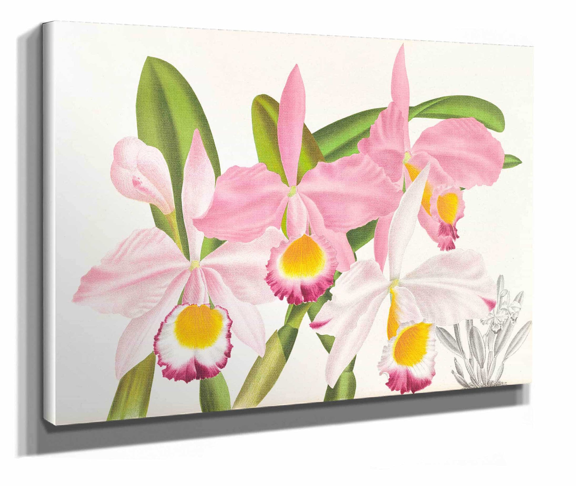 Cattleya Eldorado by Jean Jules Linden