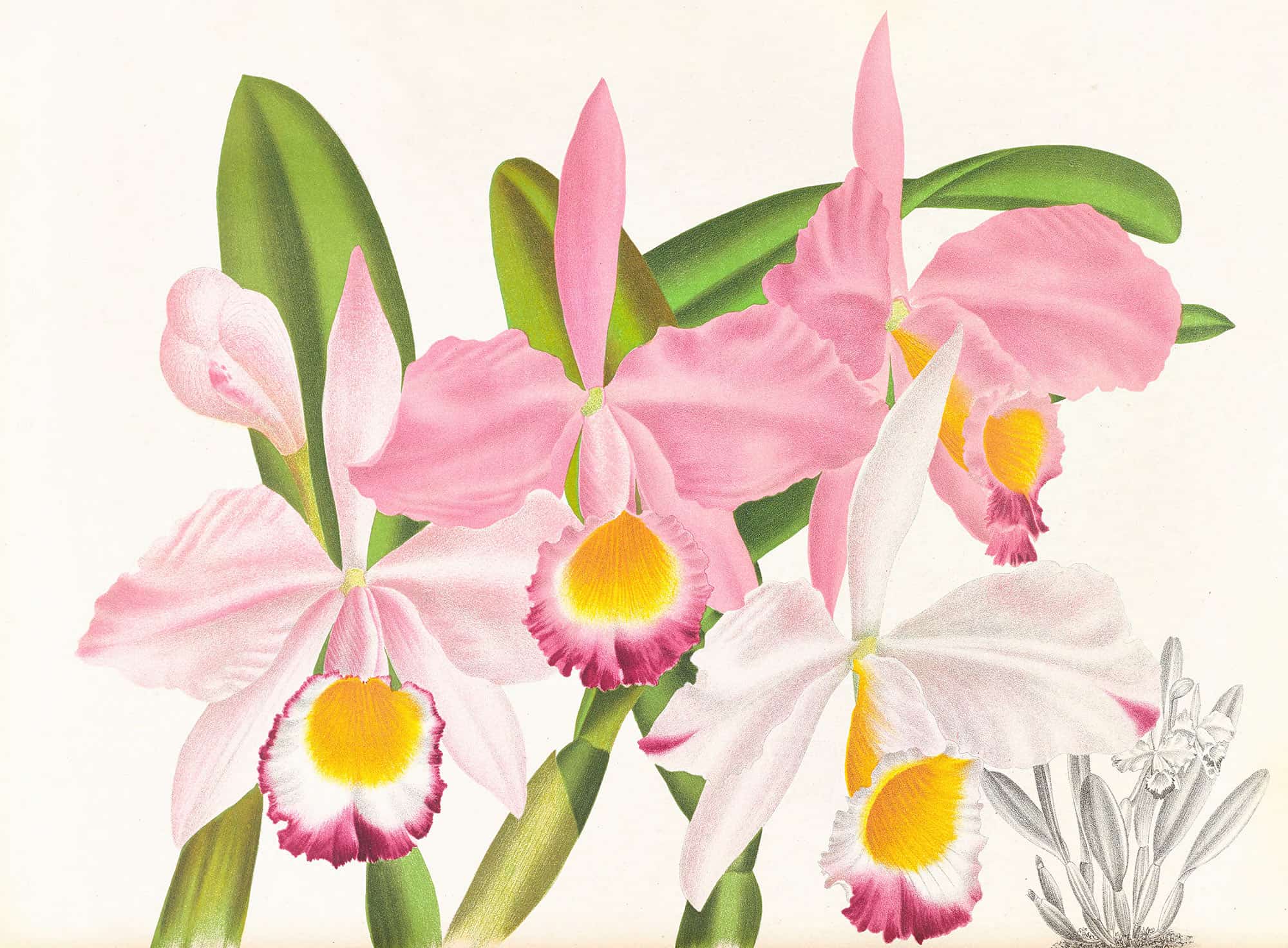 Cattleya Eldorado by Jean Jules Linden
