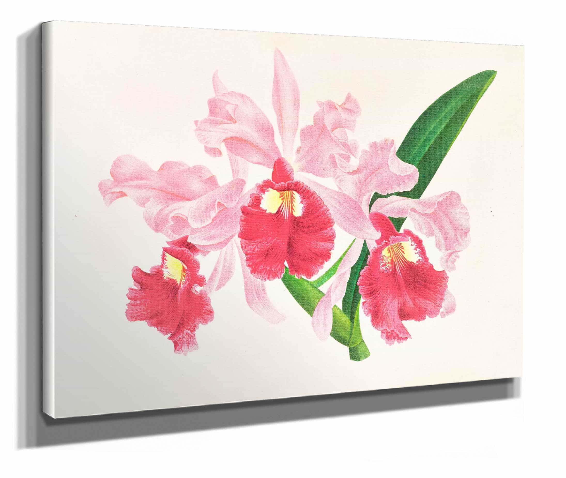 Cattleya Gigas by Jean Jules Linden
