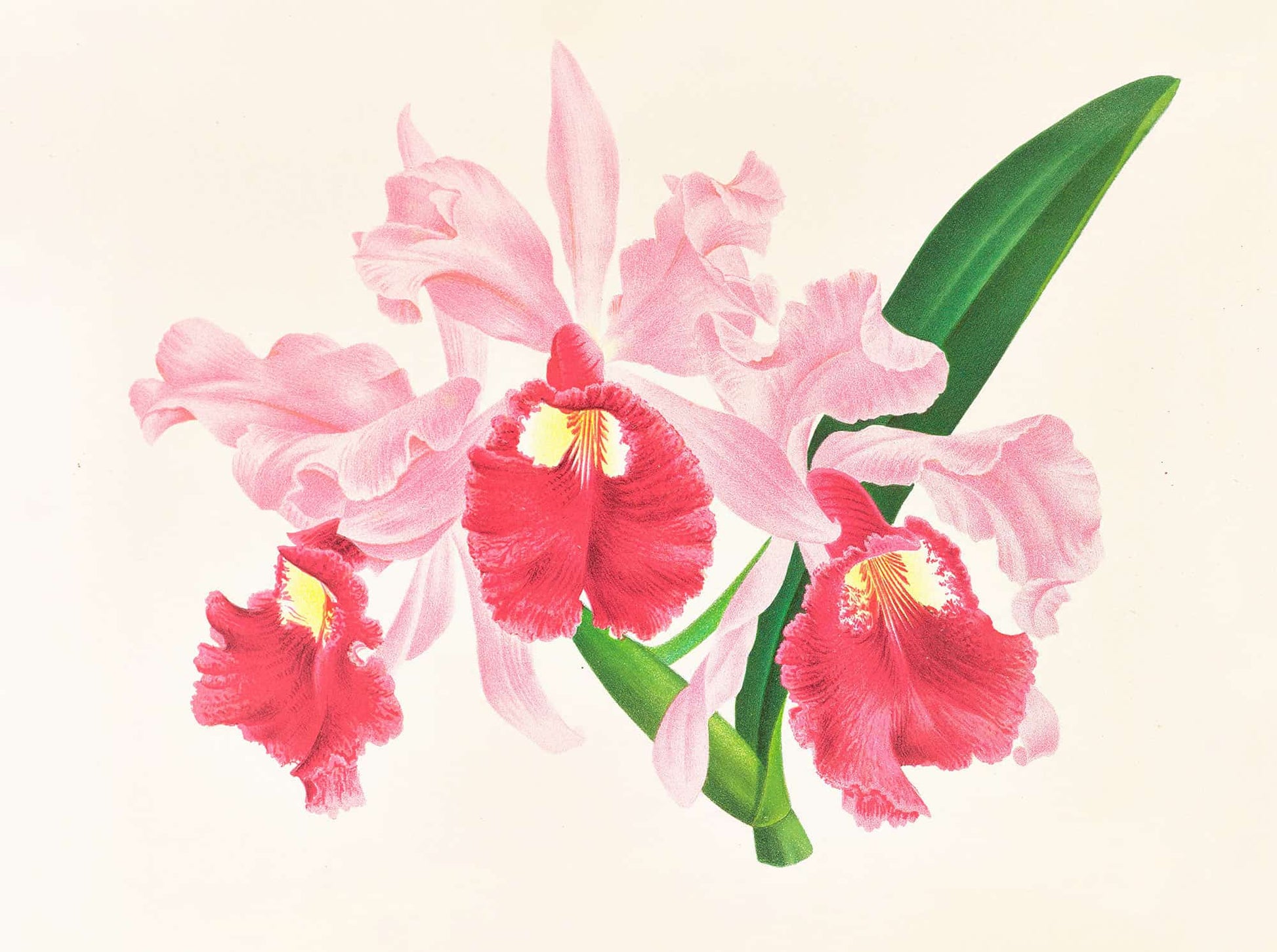 Cattleya Gigas by Jean Jules Linden